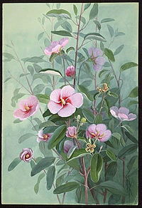 Gossypium australe.jpg