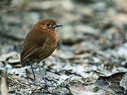 Grallaria blakei - Castaño Antpitta.jpg