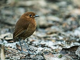 Kastanjebruine mierpitta