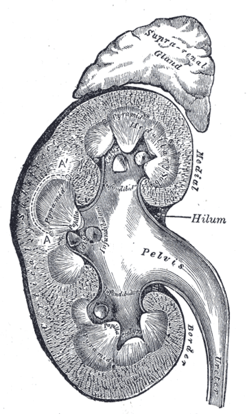 Ureter