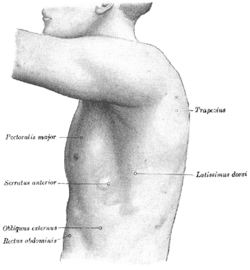 Serratus anterior muscle - Wikipedia