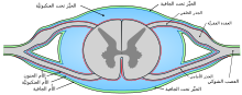 Drawing of cross-section of spinal cord