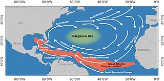 <span class="mw-page-title-main">Great Atlantic Sargassum Belt</span> Mass of Sargassum in Atlantic Ocean