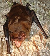 The greater noctule bat (Nyctalus lasiopterus) uses its large teeth to catch birds. GreaterNoctule.JPG