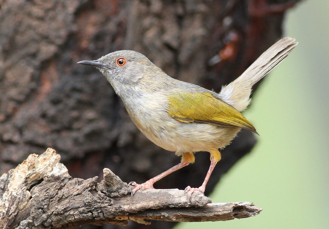 Camaroptera