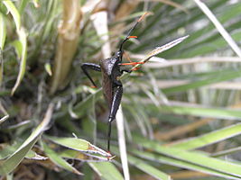 Guadalupe Mountains National Park P1012850.jpg