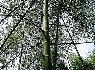 <i>Guadua angustifolia</i> Species of grass