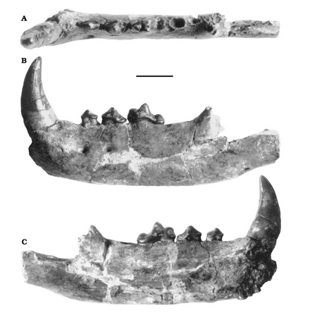 Guangxicyon