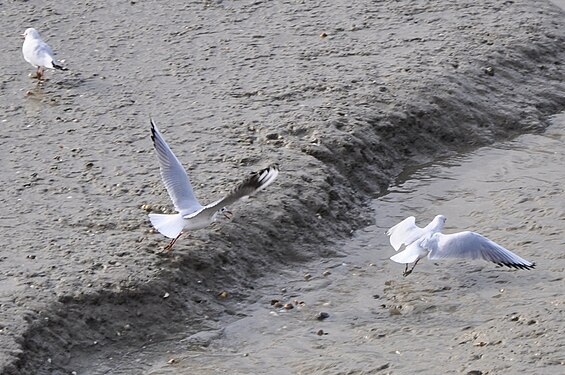 Gulls in mud