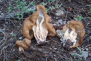 <i>Gyromitra californica</i> Species of fungus