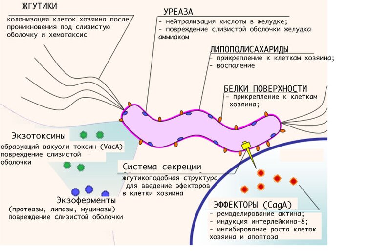 File:H pylori virulence ru1.jpg