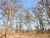 Dry Deciduous Forest, Tansa Wildlife Sanctuary Habitat Tansa WLS by Dr. Raju Kasambe DSCN4979 (7).jpg