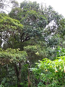 Scolopia crassipes in Hakgale Botanical Garden