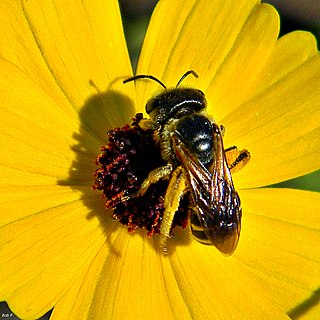 <i>Halictus poeyi</i> Species of bee