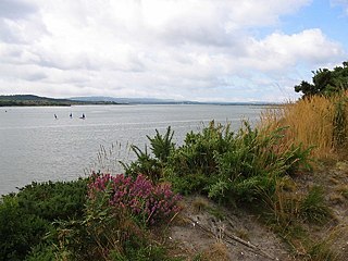 Ham Common, Dorset