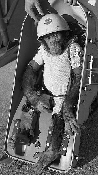 Ham, a chimpanzee, became the first great ape in space during his January 31, 1961, suborbital flight aboard Mercury-Redstone 2