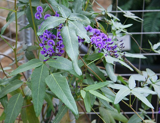 Hardenbergia comptoniana