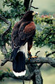 Harris's hawk