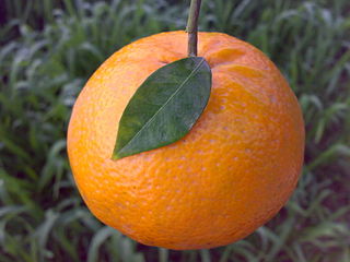 Kinnow Variety of citrus fruit