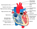 Thumbnail for File:Heart diagram-en.png