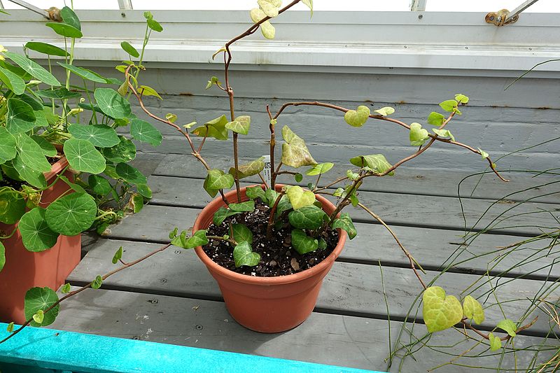 File:Hedera colchica - Lyman Plant House, Smith College - DSC01926.jpg