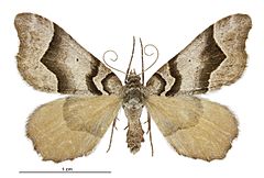 Helastia triphragma female.jpg