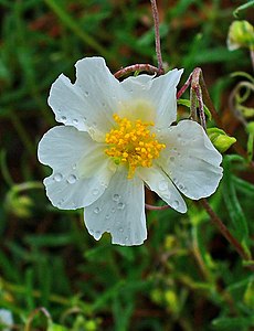 Helianthemum nummularium obscurum Flower