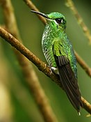 Female green-crowned brilliant