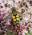 Hoverfly (Helophilus trivittatus) Große Sumpfschwebfliege