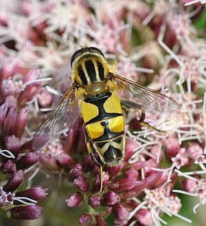 Great Marsh Hoverfly (Helophilus trivittatus), male