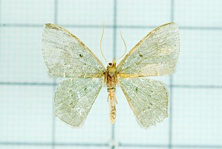 <i>Hemithea aquamarina</i> Species of moth