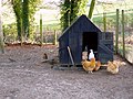 Kandang ayam yang dipelihara di pekarangan