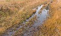 * Nomination Hiking in autumn by Wijnjeterper Schar. Flooded path through overgrown heather. --Famberhorst 16:39, 17 November 2017 (UTC) * Promotion Good quality. --Poco a poco 18:41, 17 November 2017 (UTC)