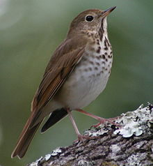 Hermit thrush HermitThrush63.jpg