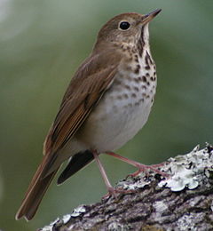 Description de l'image HermitThrush63.jpg.