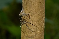 A Hersilia species immobilizing a cicada