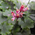 Heuchera abramsii