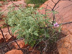 Hibiscus solanifolius.jpg