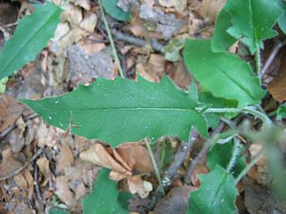 <i>Hieracium murorum</i>