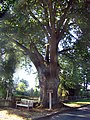 The Holy Oak (Hillige Eeke) near Müden/Örtze 52°52′54.98″N 10°06′47.31″E