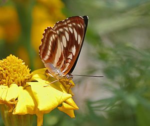 Himalayan Sergeant (Athyma opalina) at Jayanti, Duars, West Bengal W Picture 270.jpg