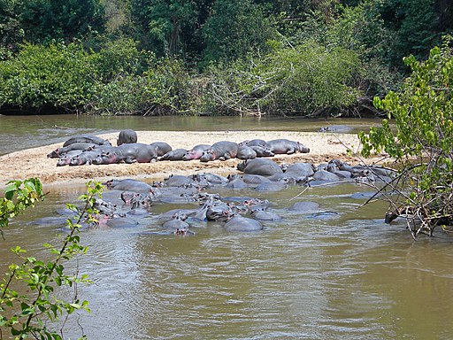 Hippo uganda