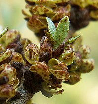 Hanblommor sitter runt bladskottet.