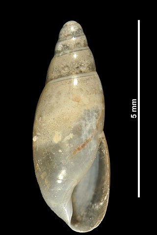 <i>Hohenwartiana</i> Genus of gastropods