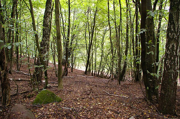 Lüchow-Dannenberg