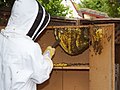 HoneyBeeHive extraction 2614a (20174865342).jpg