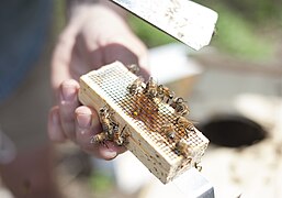 A beehive box