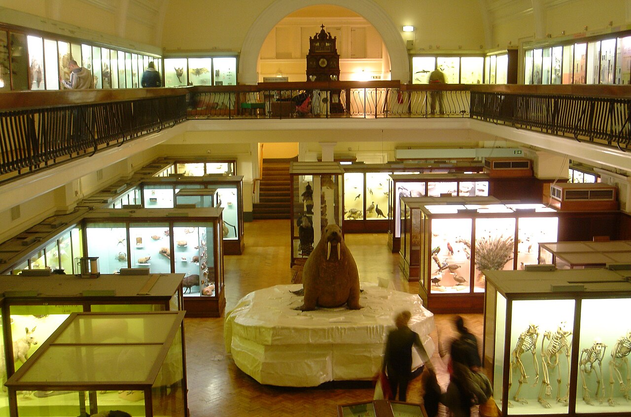 Horniman Museum - Fæ