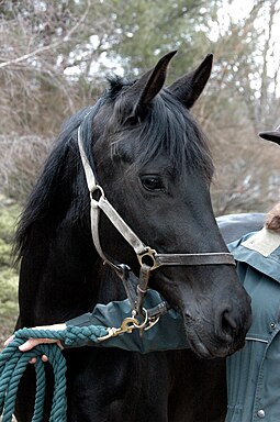 Lead clipped to a horse's halter Horse in halter - 1.jpg