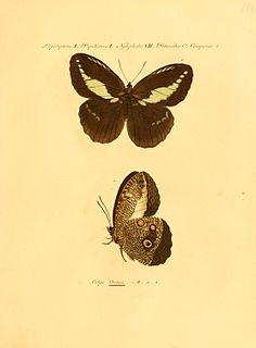 <i>Dasyophthalma creusa</i> Species of butterfly